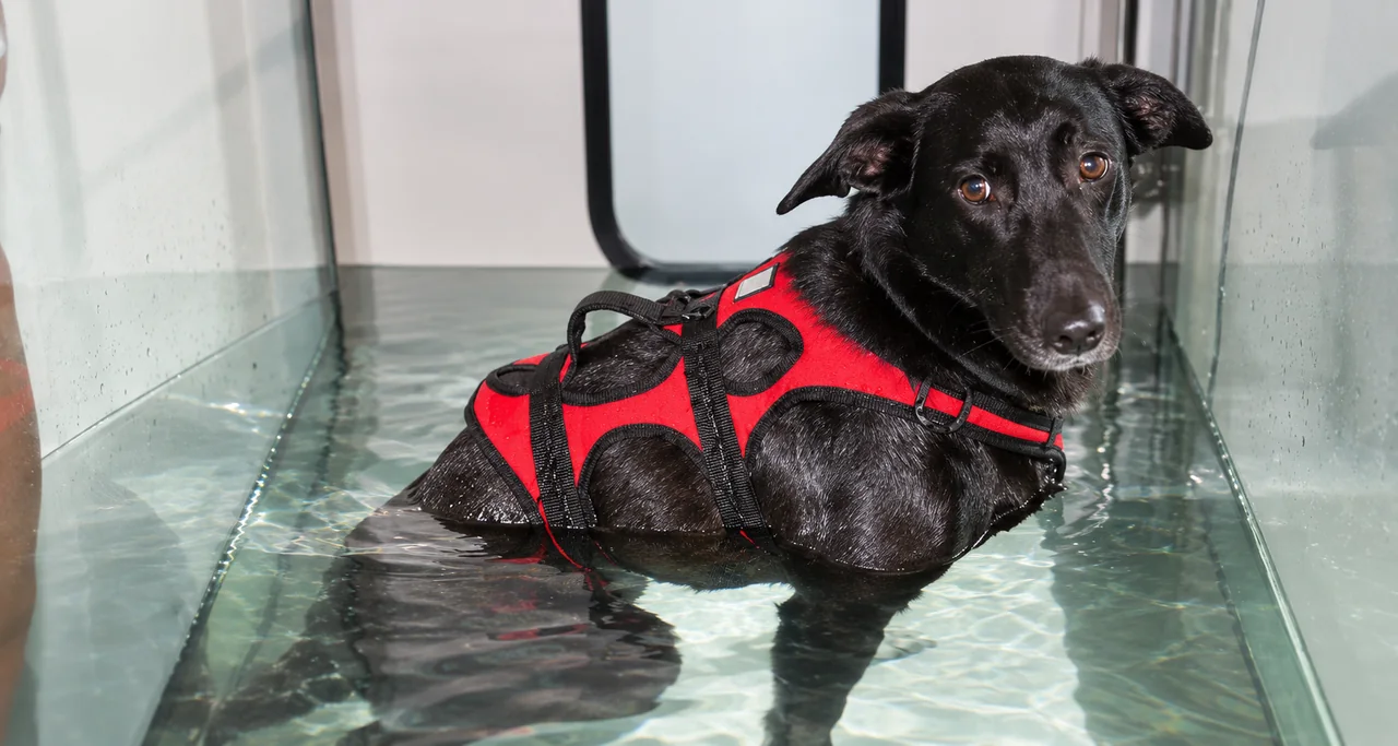 Dog exercising in the underwater treadmill