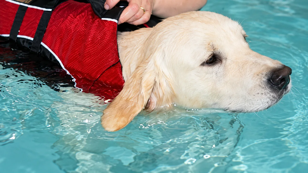 Dog swimming during a canine hydrotherapy session at Suffolk Canine Country Club