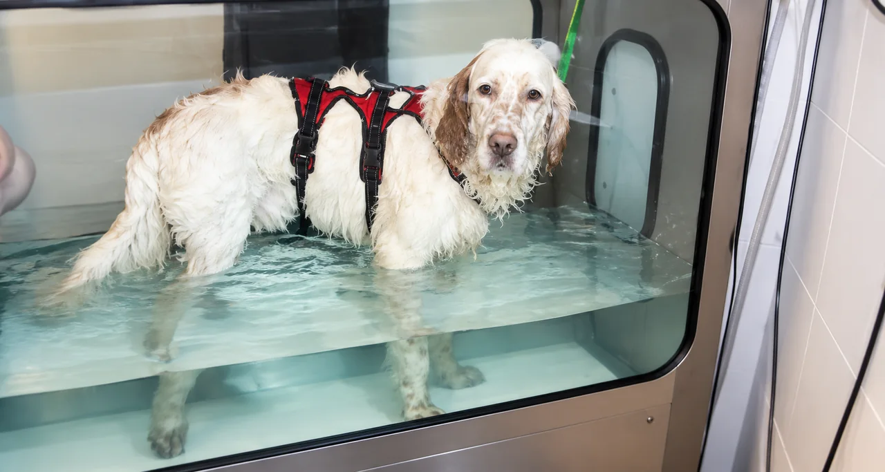 Dog in the underwater treadmill