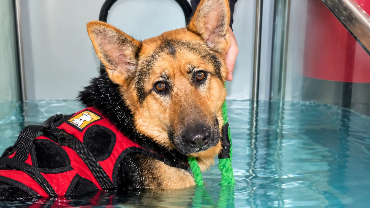 Dog using the underwater treadmill