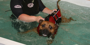 hydrotherapy 150 300